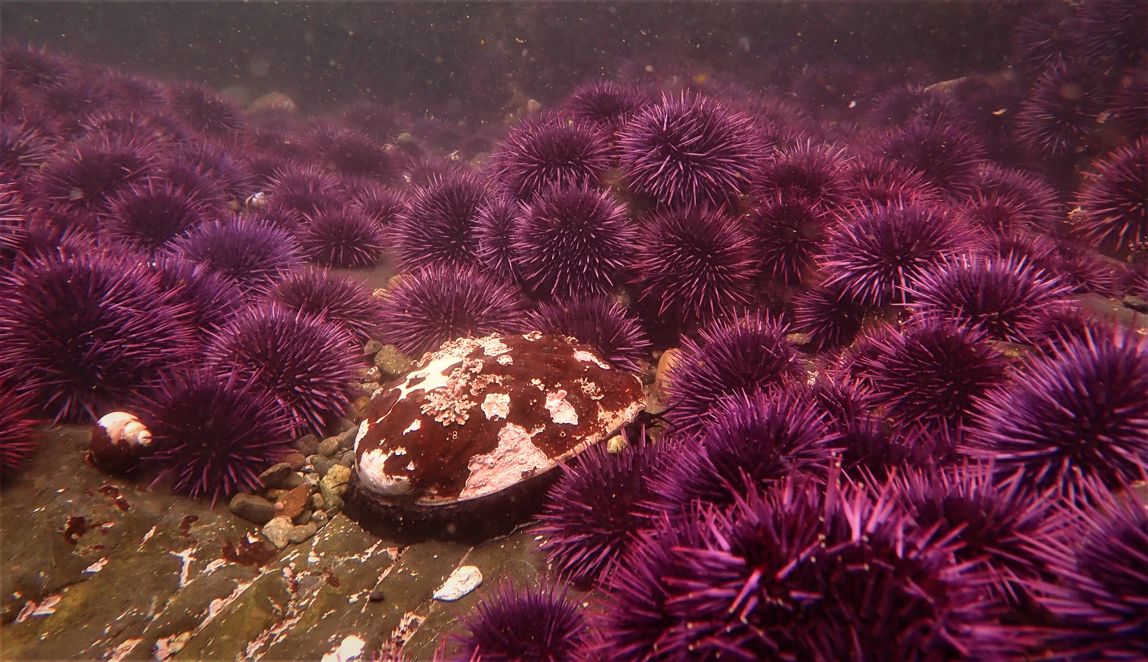 Red abalone surrounded by a barren of purple sea urchins.